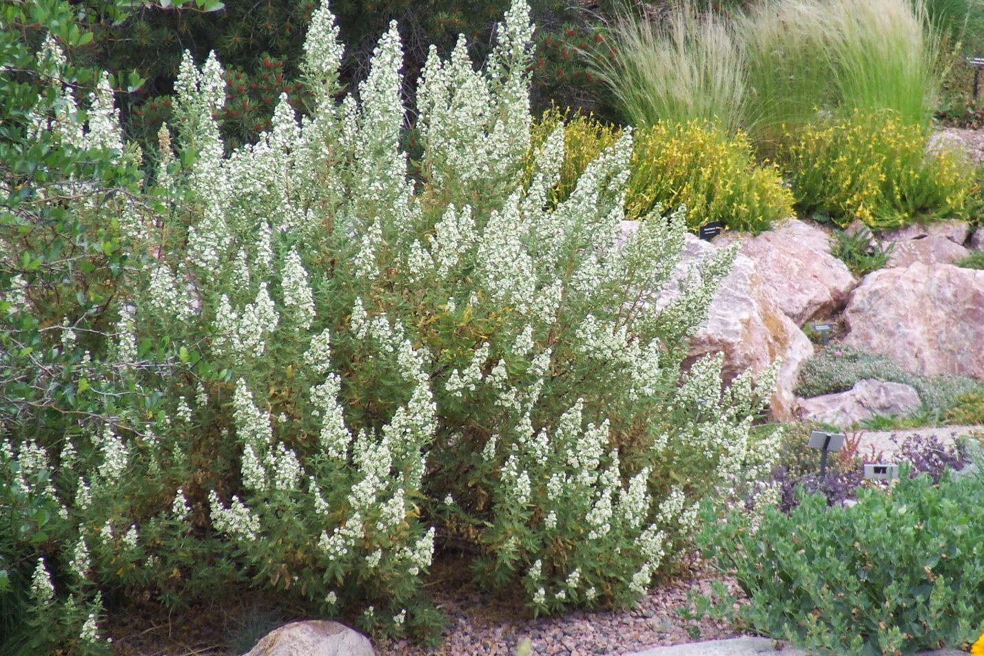 Fernbush